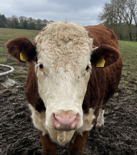 Hereford Heifer for Sale