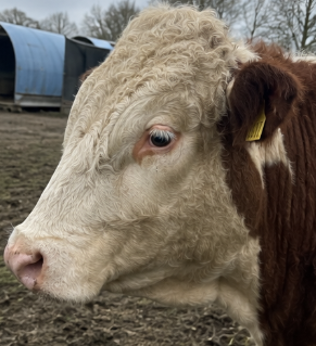 Hereford Heifer for Sale