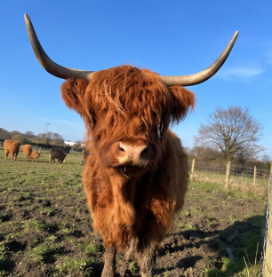 Highland Cattle Bull for Sale