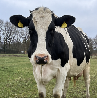 Holstein Friesian Dairy Cow for Sale