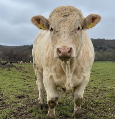 Charolais Bull for Sale