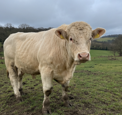 Charolais Bull for Sale