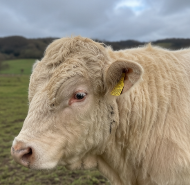 Charolais Bull for Sale