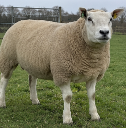 Texel Ram for Sale