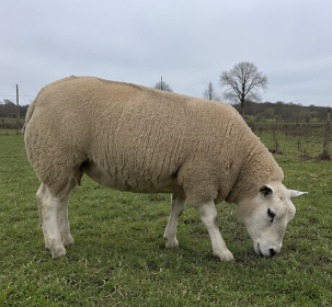 Texel Ram for Sale
