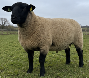 Suffolk Ram for Sale