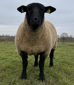 Suffolk Ram for Sale
