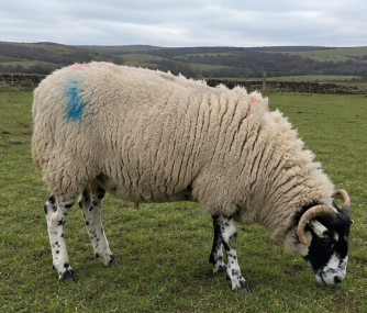 Scottish Blackface Ram for Sale