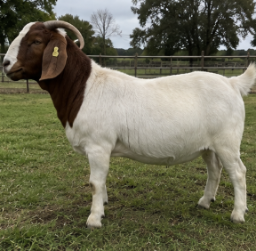 Boer Buck for Sale