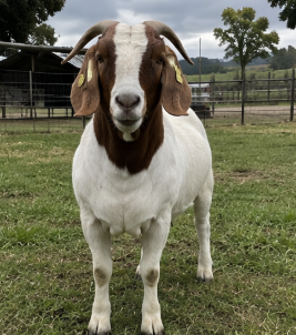 Boer Buck for Sale