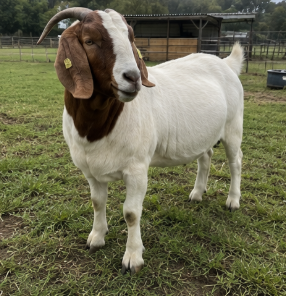 Boer Buck for Sale
