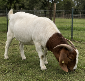 Boer Buck for Sale