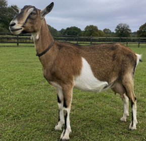 British Alpine Dairy Doe for Sale