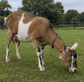 British Alpine Dairy Doe for Sale