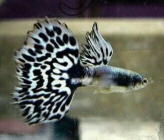 Guppy Fish Available for Sale.