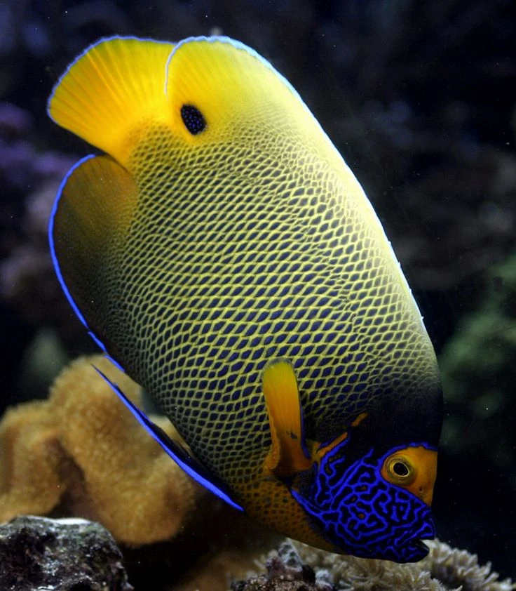 Blueface Angelfish for sale