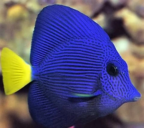 Purple Tang for sale