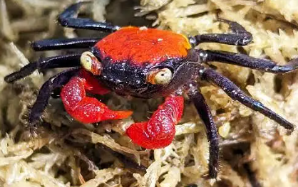 Vampire Crab for Sale — Tiny Creature, Huge Character!