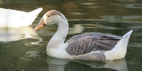 Beautiful Goose for Sale — Graceful, Bold & Full of Character!