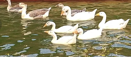 Beautiful Goose for Sale — Graceful, Bold & Full of Character!