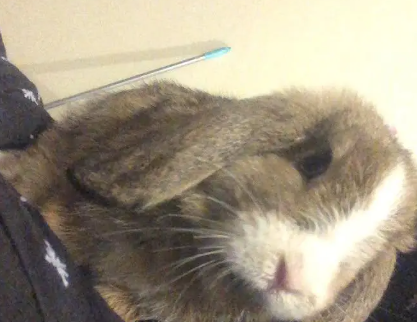 Fluffy little Holland Lop for Sale