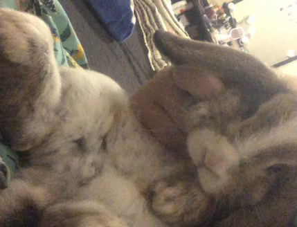 Fluffy little Holland Lop for Sale