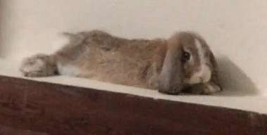 Fluffy little Holland Lop for Sale