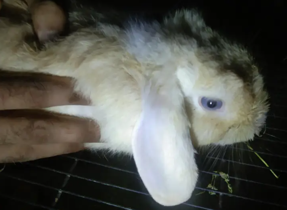 Meet Blue eyed Hollannd Lop for Sale