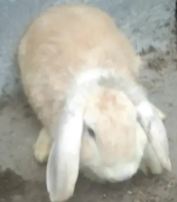 Meet Blue eyed Hollannd Lop for Sale