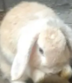 Meet Blue eyed Hollannd Lop for Sale
