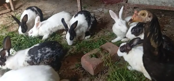 Adorable Rabbits Looking for Loving Forever Homes!