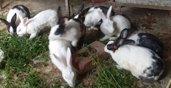 Adorable Rabbits Looking for Loving Forever Homes!