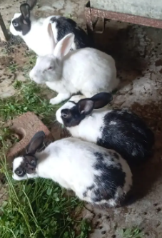 Adorable Rabbits Looking for Loving Forever Homes!