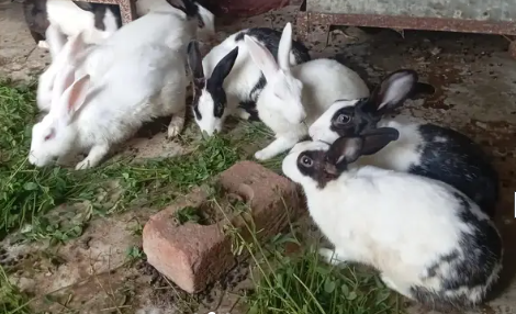 Adorable Rabbits Looking for Loving Forever Homes!