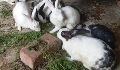 Adorable Rabbits Looking for Loving Forever Homes!