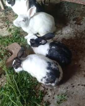 Adorable Rabbits Looking for Loving Forever Homes!