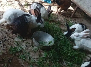 Adorable Rabbits Looking for Loving Forever Homes!