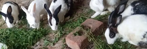 Adorable Rabbits Looking for Loving Forever Homes!