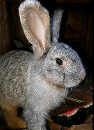 Beautiful Flemish Giant Rabbit for Sale