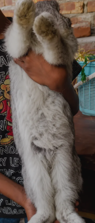 Beautiful Flemish Giant Rabbit for Sale