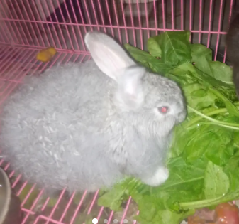 Gorgeous Flemish Giant for Sale