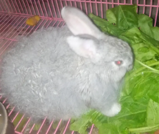 Gorgeous Flemish Giant for Sale