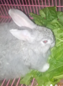 Gorgeous Flemish Giant for Sale