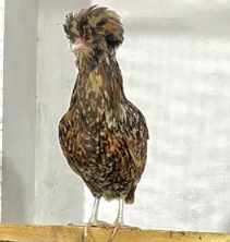 Beautiful Polish Hens for Sale