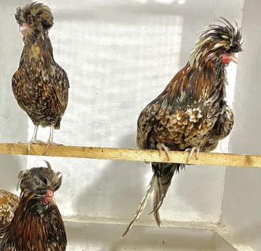 Beautiful Polish Hens for Sale