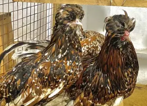 Beautiful Polish Hens for Sale