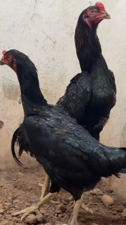 The Stunning Shamo for Sale