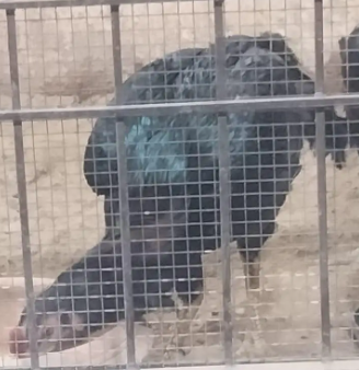 The Stunning Shamo for Sale