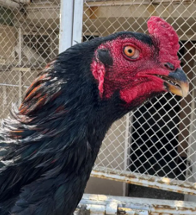 The Stunning Shamo for Sale