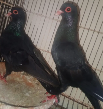 Pink-Line Pair – A Beautiful Breeder Duo!